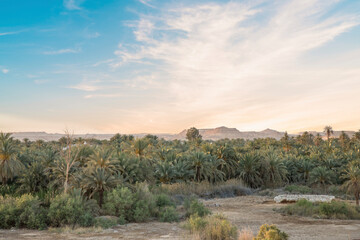 Beautiful view of the date grove from Gebel al-Mawta in Siwa Oasis, Egypt