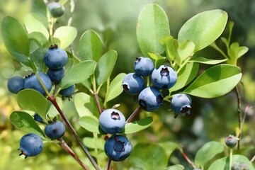 ripe blueberries -Ai