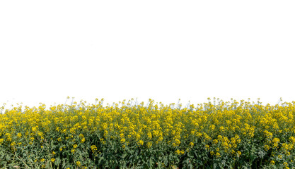 Canola yellow flowers, rapeseed yellow field view Isolated,  graphic suitable for banner poster or label or greeting card.