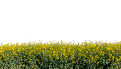 Canola yellow flowers, rapeseed yellow field view Isolated,  graphic suitable for banner poster or label or greeting card.