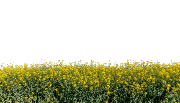 Canola yellow flowers, rapeseed yellow field view Isolated,  graphic suitable for banner poster or label or greeting card.