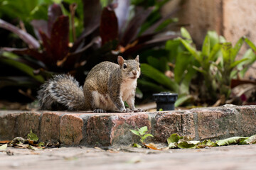 squirrel in the park