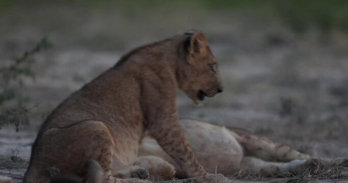 Lion cubs play fighting in natural African habitat