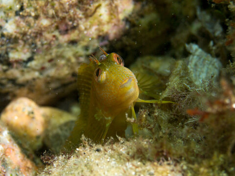 Moma con librea amarilla. Parablennius pilicornis.