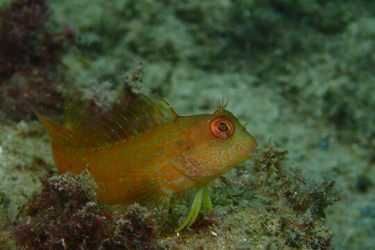 Moma con librea amarilla. Parablennius pilicornis.