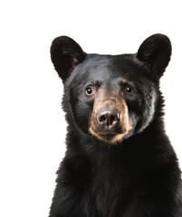 portrait of a black bear (head / face and shoulders) over a transparent background, isolated cut-out wildlife design element, front view, generative AI