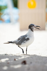 seagull on the beach