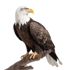 Foto op Plexiglas an isolated  bald eagle (Haliaeetus leucocephalus) , sitting on a branch, preservation, Wildlife-themed, photorealistic illustration on a transparent background cutout in PNG. Generative AI © Purple Penguin GFX