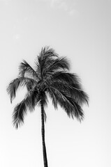 Black Palm Tree Against a White Overcast Sky.