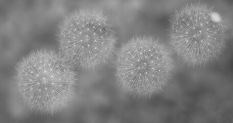 Four flowers with dandelion seeds on black and white 