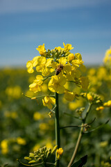 yellow rapeseed field