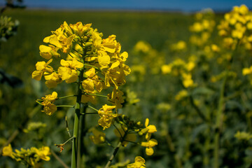 Obraz premium field of yellow canola flowers