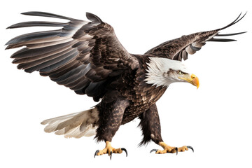 an isolated  bald eagle (Haliaeetus leucocephalus) , flying in motion and in landing position, wildlife, Wildlife-themed, photorealistic illustration on a transparent background PNG. generative ai