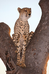Gepard auf Baum / Cheetah in tree / Acinonyx jubatus © Ludwig