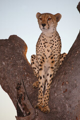 Gepard auf Baum / Cheetah in tree / Acinonyx jubatus © Ludwig