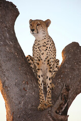 Naklejka na ściany i meble Gepard auf Baum / Cheetah in tree / Acinonyx jubatus