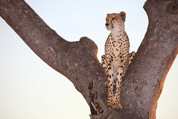 Gepard auf Baum / Cheetah in tree / Acinonyx jubatus © Ludwig