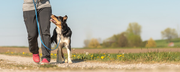 Dog handler is to go for a walk with his friendly obedient Border Collie  dog in the season spring