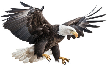 an isolated  bald eagle (Haliaeetus leucocephalus) , flying in motion and in landing position, wildlife, Wildlife-themed, photorealistic illustration on a transparent background PNG. generative ai