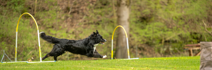 Fast Border Collie dog is running through an arc in Hoopers course.
