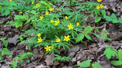 Spring yellow flowers of Anemone ranunculoides close-up in the forest, birdsong can be heard singing in the background. Wild plants in their environment. Fixed camera.