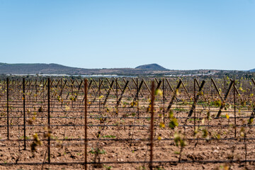 Fototapeta na wymiar vineyard landscape on the outskirts of mexico city
