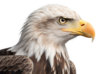 Obraz premium an isolated bald eagle (Haliaeetus leucocephalus) , portrait close-up, preservation, Wildlife-themed, photorealistic illustration on a transparent background cutout in PNG. Generative AI