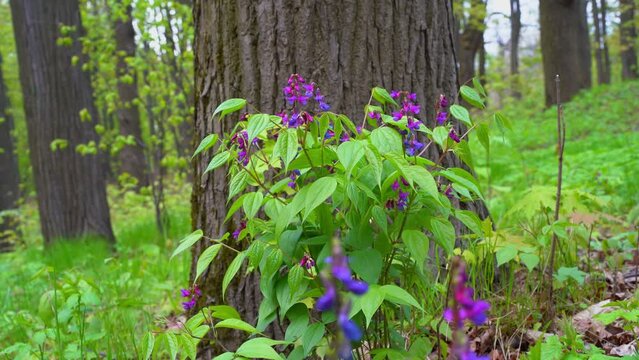 Lathyrus vernus blooms with purple, magenta flowers, birds singing in the forest. Bright light green leaves trembling in the breeze. Close-up. Fixed camera. Shot at ground level.