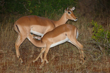 Schwarzfersenantilope / Impala / Aepyceros melampus..