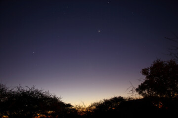 Naklejka premium Afrikanischer Busch - Krügerpark / African Bush - Kruger Park /..