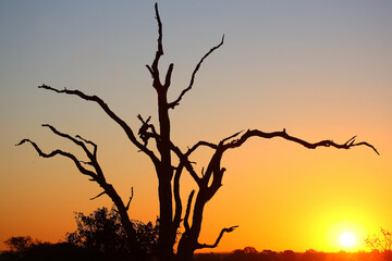 Fototapeta na wymiar Sonnenaufgang - Krüger Park - Südafrika / Sunrise - Kruger Park - South Africa /