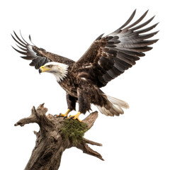 an isolated bald eagle (Haliaeetus leucocephalus) , flying in motion and in landing on a branch, Wildlife-themed, photorealistic illustration on a transparent background cutout in PNG. Generative AI