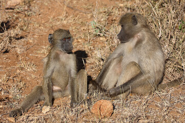 Bärenpavian / Chacma baboon / Papio ursinus