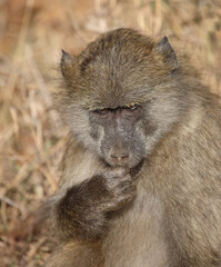 Bärenpavian / Chacma baboon / Papio ursinus..