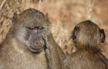 Bärenpavian / Chacma baboon / Papio ursinus..