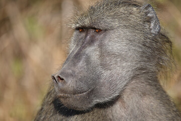 Bärenpavian / Chacma baboon / Papio ursinus..