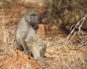 Bärenpavian / Chacma baboon / Papio ursinus..