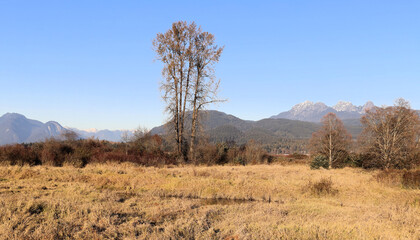 Dry yellow grass and first snow in the mountains