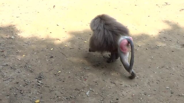 The monkey feeds on food thrown to it by tourists