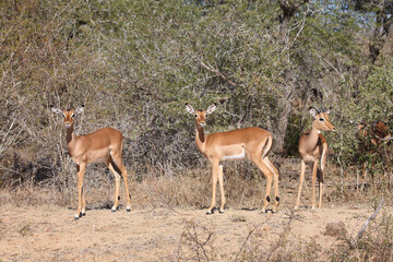 Schwarzfersenantilope / Impala / Aepyceros melampus