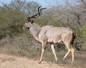 Obraz na płótnie Canvas Großer Kudu / Greater kudu / Tragelaphus strepsiceros.