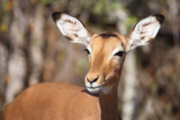 Schwarzfersenantilope / Impala / Aepyceros melampus