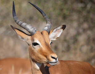 Schwarzfersenantilope / Impala / Aepyceros melampus