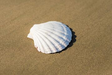 seashell on the beach