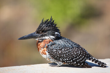 Riesenfischer / Giant kingfisher / Megaceryle maxima