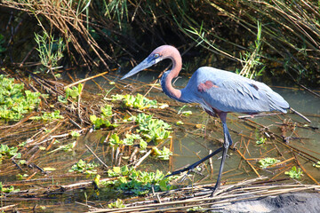 Goliathreiher / Goliath heron / Ardea goliath.
