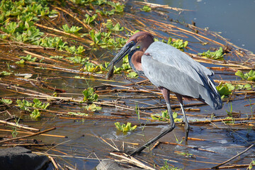 Goliathreiher / Goliath heron / Ardea goliath