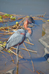 Goliathreiher / Goliath heron / Ardea goliath.