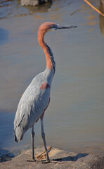 Goliathreiher / Goliath heron / Ardea goliath.