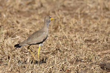 Senegalkiebitz / African wattled plover / Vanellus senegallus